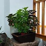 Zimao Garden House Guest house *