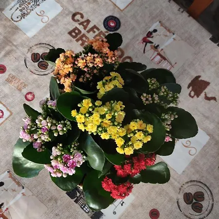 Zimao Garden House Pensjonat *