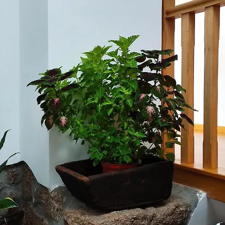 Zimao Garden House Pensjonat *