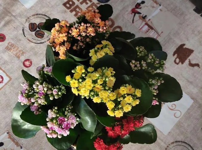 Zimao Garden House בית הארחה *