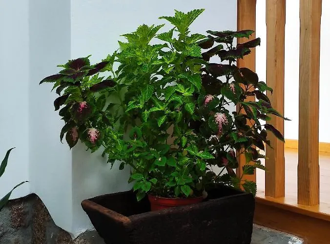 Zimao Garden House בית הארחה *